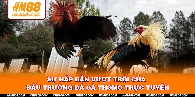 su-hap-dan-vuot-troi-cua-dau-truong-da-ga-thomo-truc-tuyen